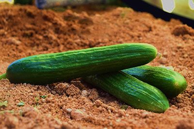 Cucumber Imperator F1