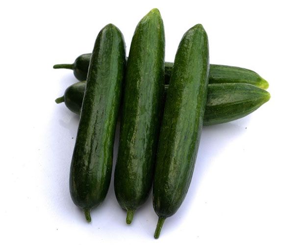 Cucumber EL-LAMA F1