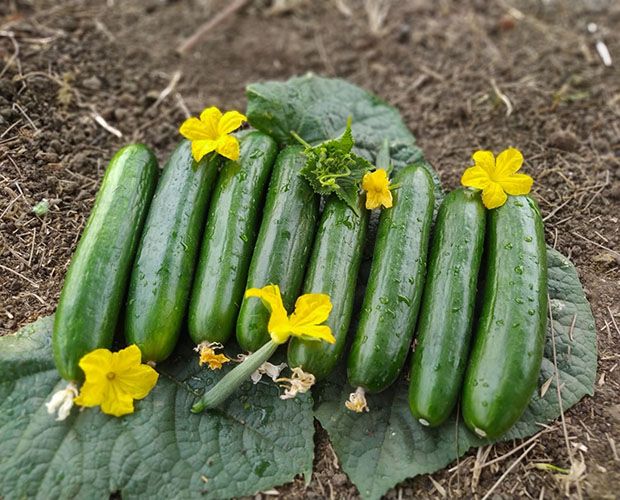 Cucumber Oliver F1