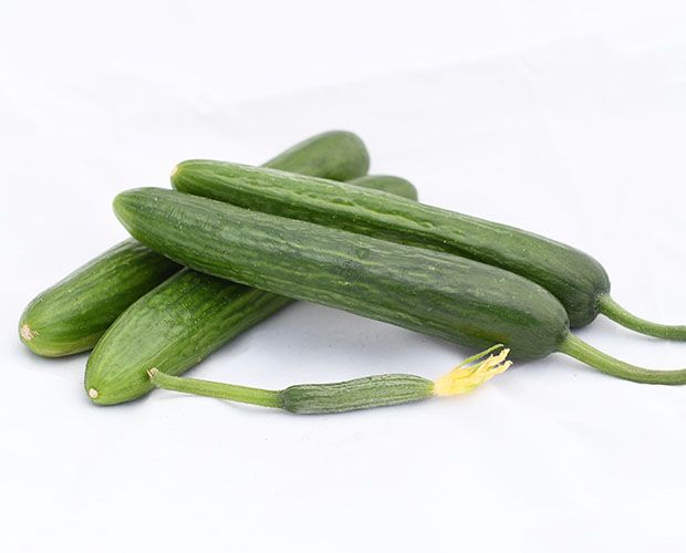 Cucumber Oreka F1