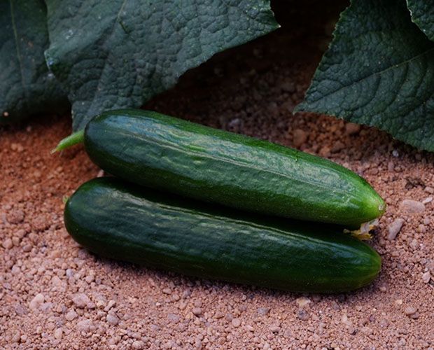 Cucumber Prince F1